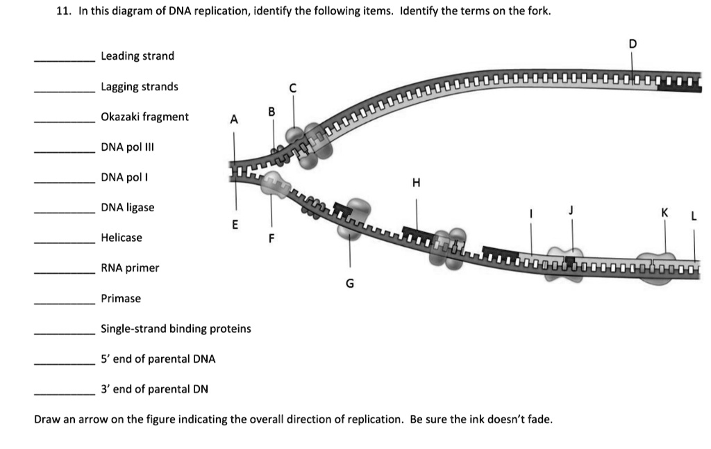 SOLVED: 11, In this diagram of DNA replication, identify the following ...