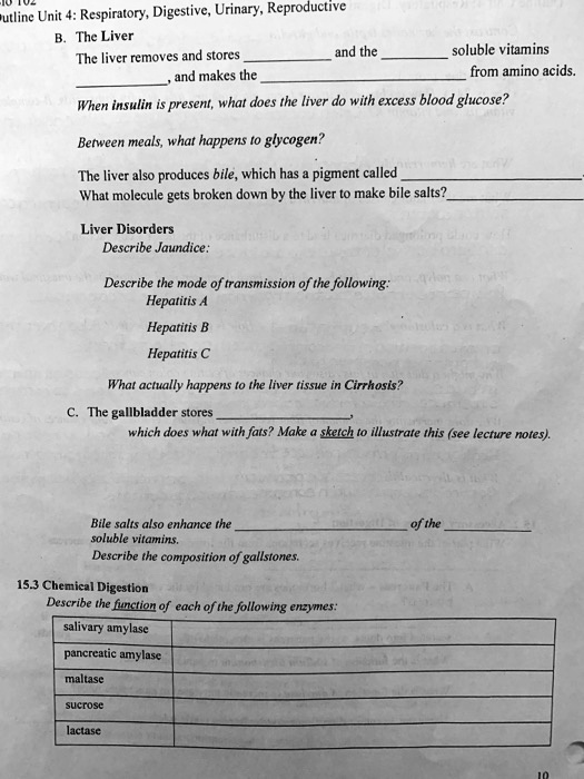 SOLVED Outline Unit Respiratory, Digestive, Urinary, Reproductive