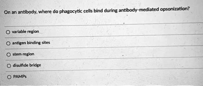On an antibody, where do phagocytic cells bind during antibody-mediated opsonization?

variable region
antigen binding sites
stem region
disulfide bridge
PAMPs