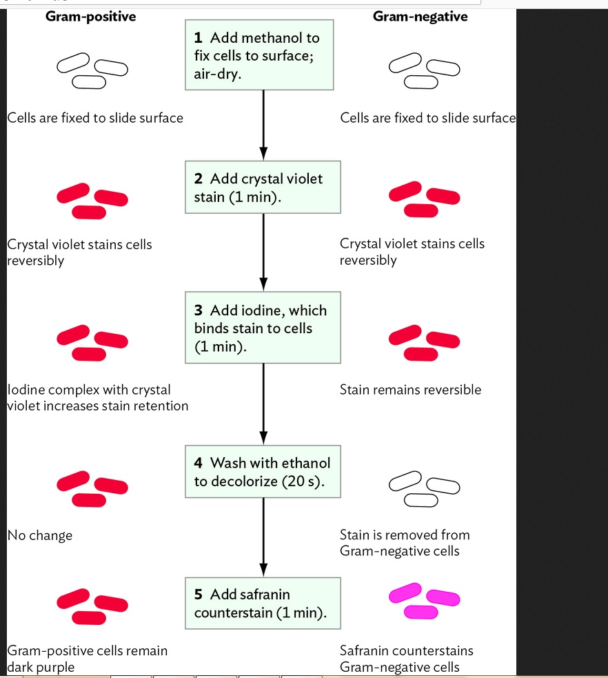 SOLVED Grampositive Gramnegative Add methanol to fix cells to