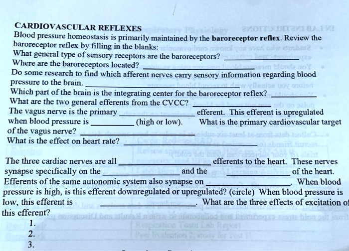 solved-cardiovascular-reflexes-baroreceptor-reflex-by-filling-in-the