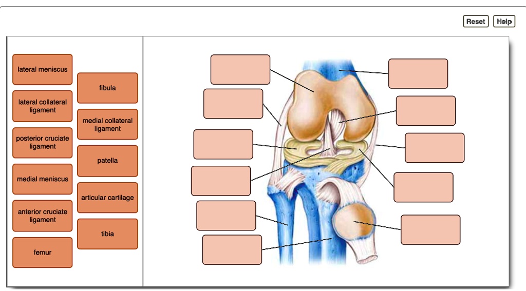 lateral meniscus fibula lateral collateral ligament medial collateral ...