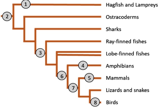 SOLVED: Hagfish and Lampreys Ostracoderms Sharks Ray-| finned fishes ...