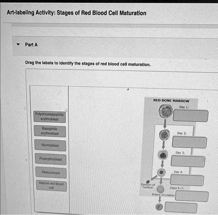 SOLVED: Art-labeling Activity: Stages of Red Blood Cell Maturation Part ...