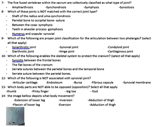 7- The five fused vertebrae within the sacrum are collectively classified as what type of joint?
- Amphiarthrosis -Synchondrosis -Symphysis -Synostosis
8- Which of these joints is NOT matched with the correct joint type?
- Shaft of the radius and ulna-synchondrosis
- Parietal bone to occipital bone- suture
- Between the coxa- symphysis
- Teeth in alveolar process- gomphosis
- Humerus and scapula- synovial
9- Which of the following are proper joint classification for the articulation between two phalanges? (select all that apply)
- Synarthrotic joint -Synovial joint -Condyloid joint
- Diarthrotic joint -Hinge joint -Cartilaginous joint
10- Which of the following enables the skeletal system to protect the cranium? (select all that apply)
- Synostosis between the frontal bones
- The flat bones of the cranium
- Serrate sutures between the parietal bones and the temporal bone
- Serrate suture between the parietal bones.
12- Which of the following is NOT associated with synovial joint?
-Articular cartilage -Endosteum -Bursa -Fibrous capsule -Synovial membrane
13- Which body parts are NOT able to be opposed (opposition)? Select all that apply
-thumb -Pinky finger - big toe - foot
14- the image bellow depicts what body movement?
-Extension of lower leg -Inversion -Abduction of thigh
-Flexion of lower leg -Eversion -Adduction of thigh