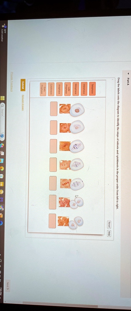 Part A Drag the labels onto the diagram to identify the steps of ...