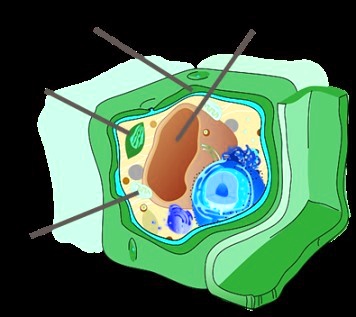 SOLVED: 'use The Drop-down Menus To Identify The Labeled Organelles In ...