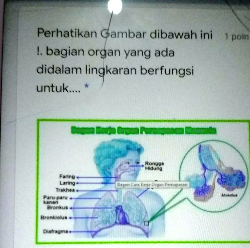 Solved Perhatikan Gambar Di Bawah Inbagian Organ Yang Adadidalam