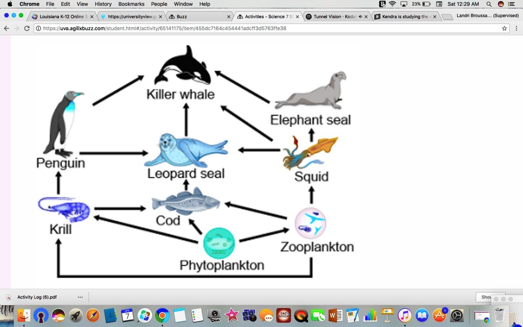 SOLVED: 'The diagram shows an ocean food web. Which organism is a ...