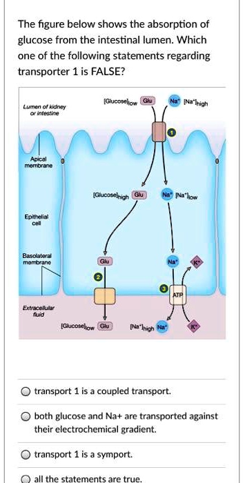 Which Of The Following Statements Regarding Glucose Absorption Is True