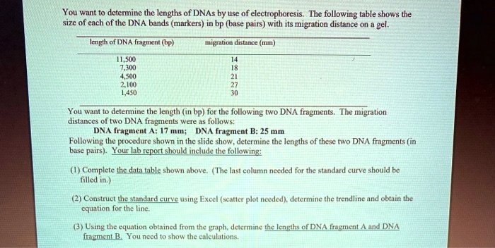 You want to determine the lengths of DNAs by use of electrophoresis ...