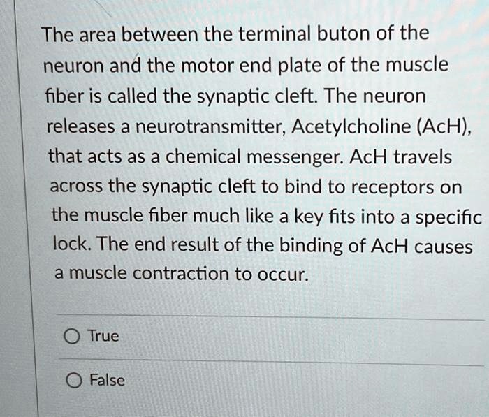 The area between the terminal buton of the
neuron and the motor end plate of the muscle
fiber is called the synaptic cleft. The neuron
releases a neurotransmitter, Acetylcholine (ACH),
that acts as a chemical messenger. AcH travels
across the synaptic cleft to bind to receptors on
the muscle fiber much like a key fits into a specific
lock. The end result of the binding of AcH causes
a muscle contraction to occur.
True
False
