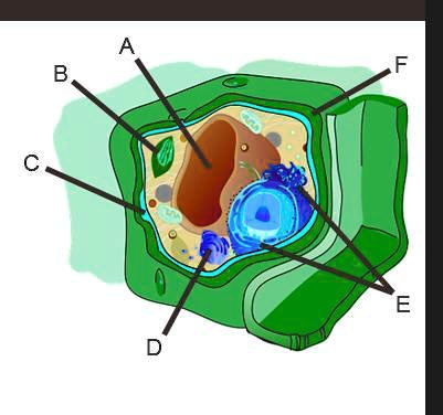 SOLVED: '( PLEASE ANSWER IT FAST) Label the Organelles of a Cell ...