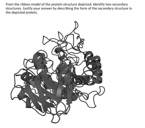SOLVED: From the ribbon model of the protein structure depicted ...