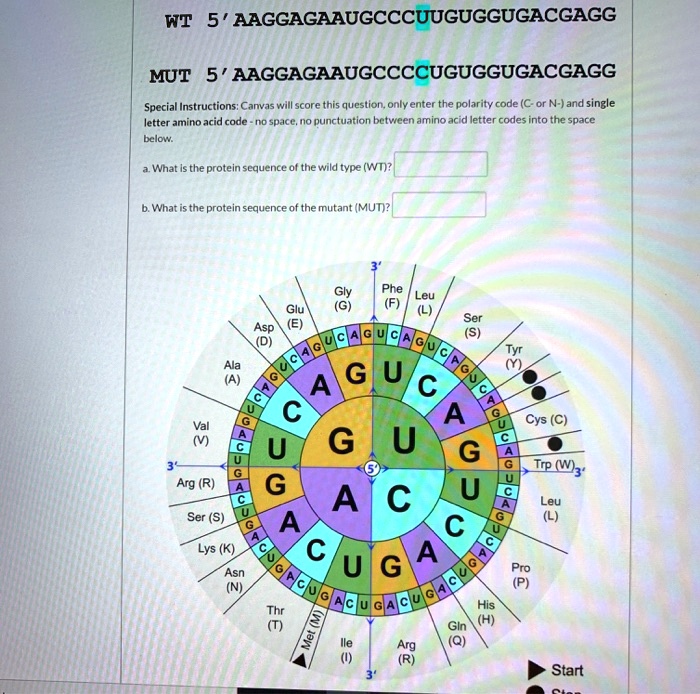 Solved Aaggagaaugcccuuguggugacgagg Im Mut 5 Aaggagaaugccccuguggugacgagg Special Instructions Canvas Will Score This Question Only Enter The Polarity Code C Or N And Single Letter Amino Acid Code Spact Punctuation Betvieen Amino Acid Solved Aaggagaaugcccuuguggugacgagg Im Mut 5 Aaggagaaugccccuguggugacgagg Special Instructions Canvas Will Score This Question Only Enter The Polarity Code C Or N And Single Letter Amino Acid Code Spact Punctuation Betvieen Amino Acid