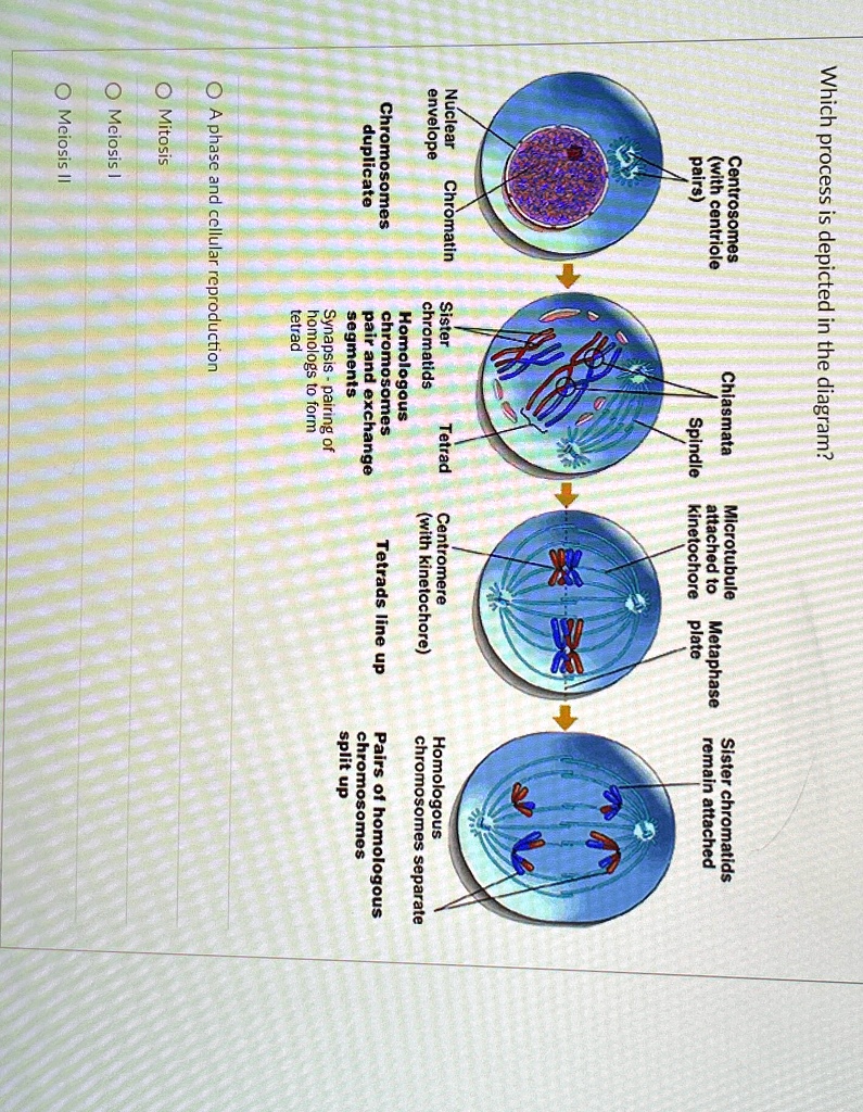 Which process is depicted in the diagram? Centrosomes (with centriole ...