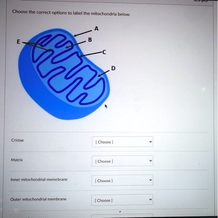 choose the correct options to label the mitochondria below cristae ...