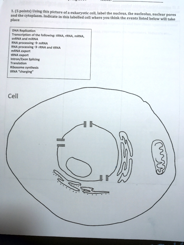 1 5 points using this picture ofa eukaryotic cell label the nucleus the ...
