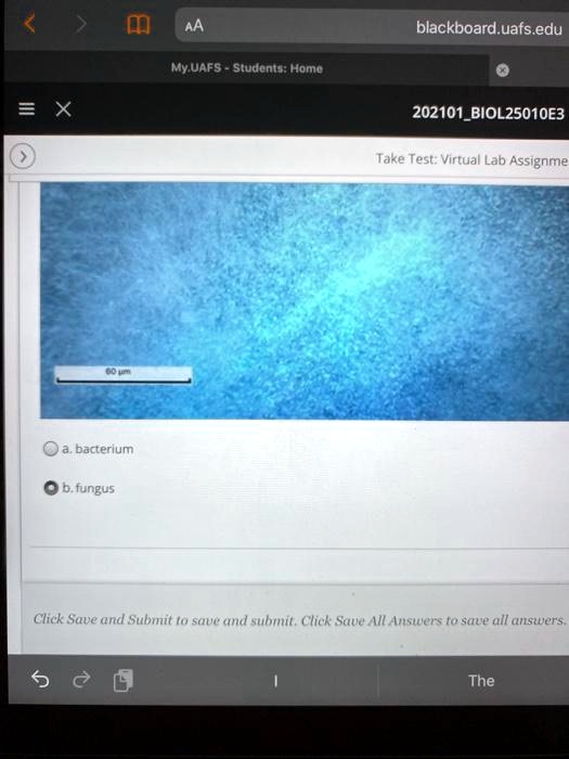 60 ?m

a. bacterium

b. fungus

Click Save and Submit to save and submit. Click Save All Answers to save all answers.