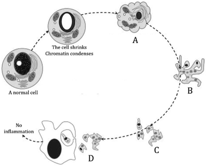 SOLVED: A The cell shrinks Chromatin condenses A normal cell No ...