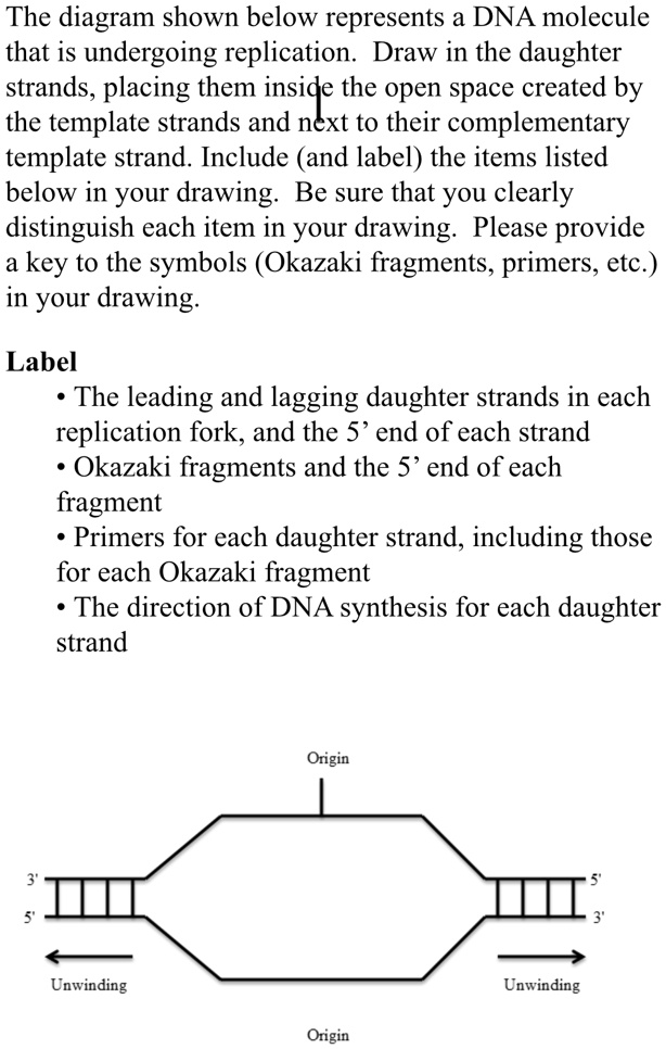 History of DNA Doodle Diagrams | Store - Science and Math with Mrs. Lau