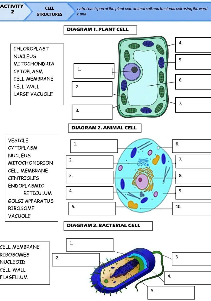 SOLVED: ACTIVITY CELL Label each part of the plant cell, animal cell ...