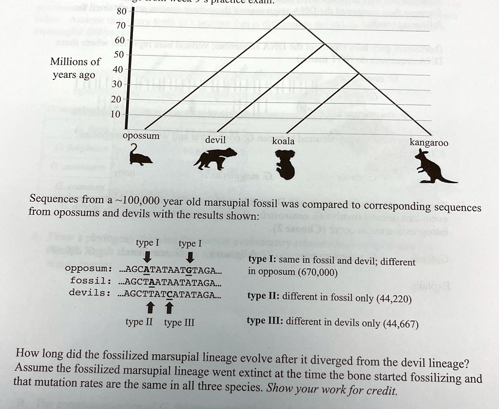 80 70 60 50 millions of 40 years ago 30 20 10 opossum devil koala kangaroo sequences from a 100000 year old marsupial fossil was compared to corresponding sequences from opossums and devils  44932