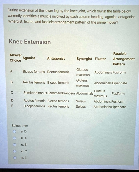 SOLVED During extension of the lower leg by the knee joint, which row