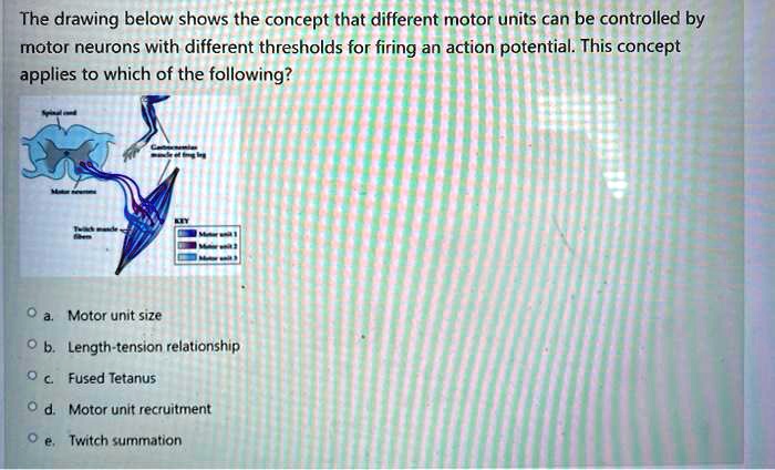 SOLVED: The drawing below shows the concept that different motor units ...