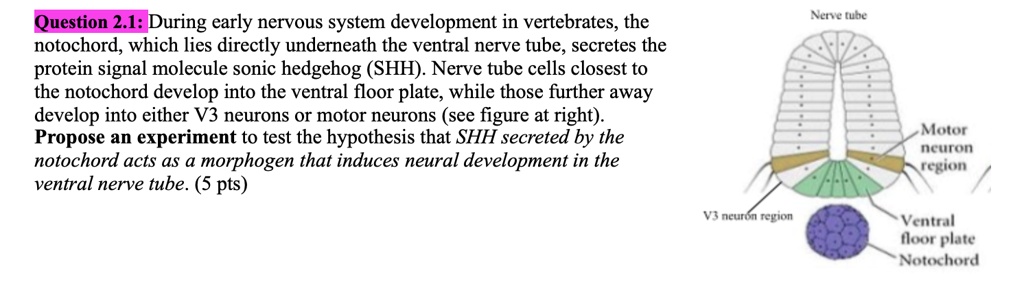 SOLVED: Question 2.1: During Early Nervous System Development In ...