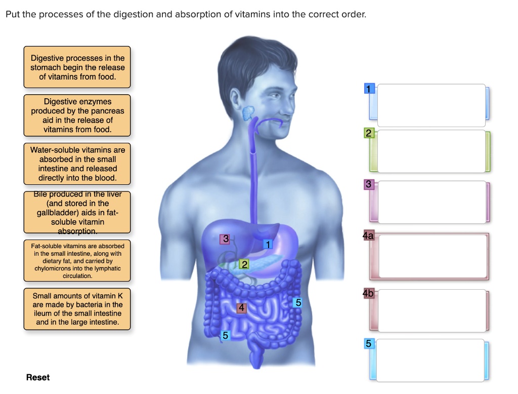 SOLVED: Put the processes of digestion and absorption of vitamins into ...