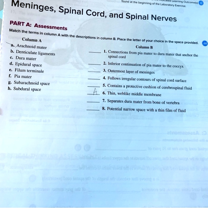 Meninges, Spinal Cord, and Spinal Nerves
PART A: Assessments
Match the terms in column A with the descriptions in column B. Place the letter of your choice in the space provided.
Column A
a. Arachnoid mater
b. Denticulate ligaments
c. Dura mater
d. Epidural space
e. Filum terminale
f. Pia mater
g. Subarachnoid space
h. Subdural space
Column B
1. Connections from pia mater to dura mater that anchor the spinal cord
2. Inferior continuation of pia mater to the coccyx
3. Outermost layer of meninges
4. Follows irregular contours of spinal cord surface
5. Contains a protective cushion of cerebrospinal fluid
6. Thin, weblike middle membrane
7. Separates dura mater from bone of vertebra
8. Potential narrow space with a thin film of fluid