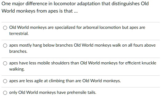 One major difference in locomotor adaptation that distinguishes Old World monkeys from apes is that ...

Old World monkeys are specialized for arboreal locomotion but apes are terrestrial.

apes mostly hang below branches Old World monkeys walk on all fours above branches.

apes have less mobile shoulders than Old World monkeys for efficient knuckle walking.

apes are less agile at climbing than are Old World monkeys.

only Old World monkeys have prehensile tails.