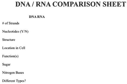 SOLVED: DNA RNA COMPARISON SHEET DNA RNA #of Strands Nucleotides (YIN ...