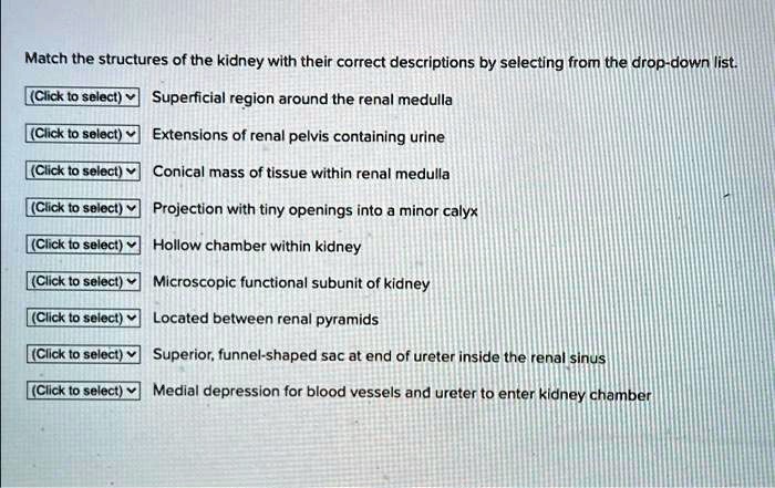 solved-match-the-structures-of-the-kidney-with-their-correct