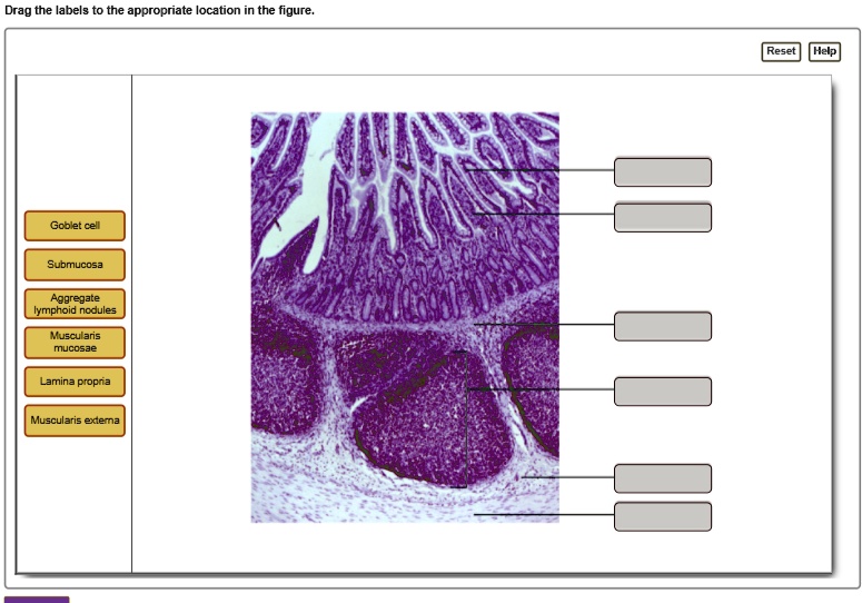art labeling activity wall of the ileum drag the labels to the ...