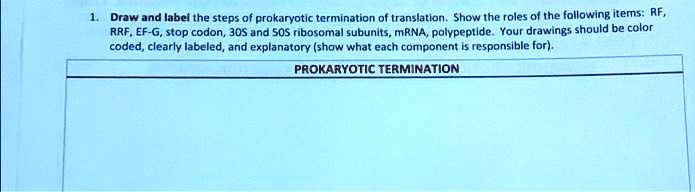 SOLVED: Draw und label the steps of prokaryotic termination of ...