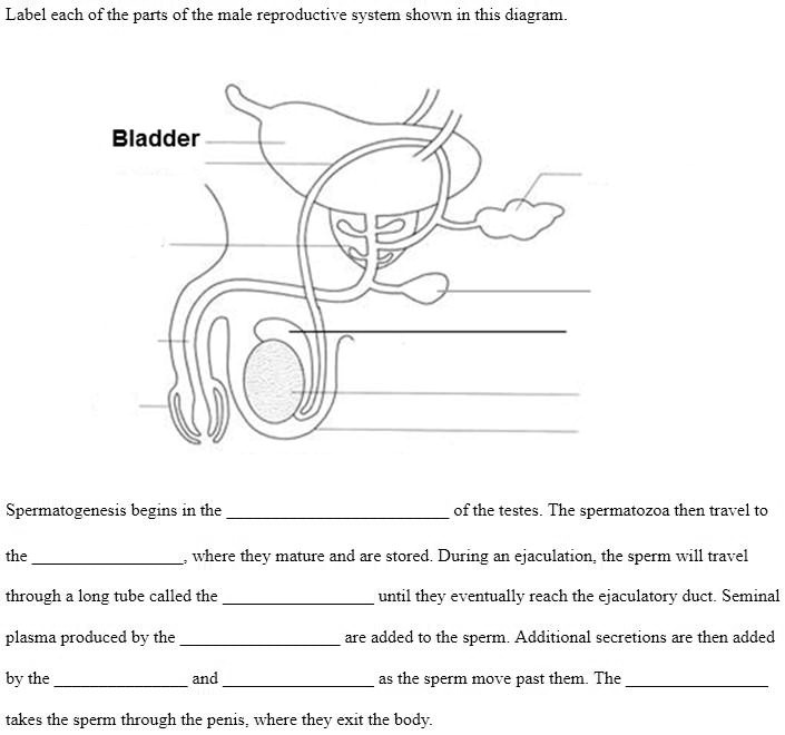 Solved Label Each Of The Parts Of The Male Reproductive System Shown