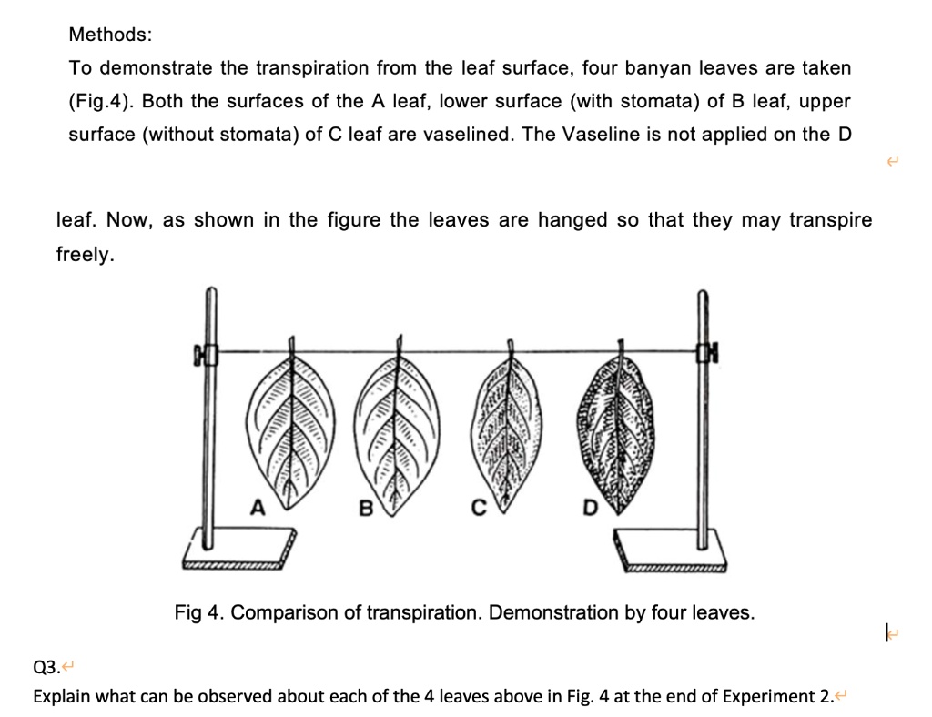 four leaves experiment to demonstrate stomatal transpiration