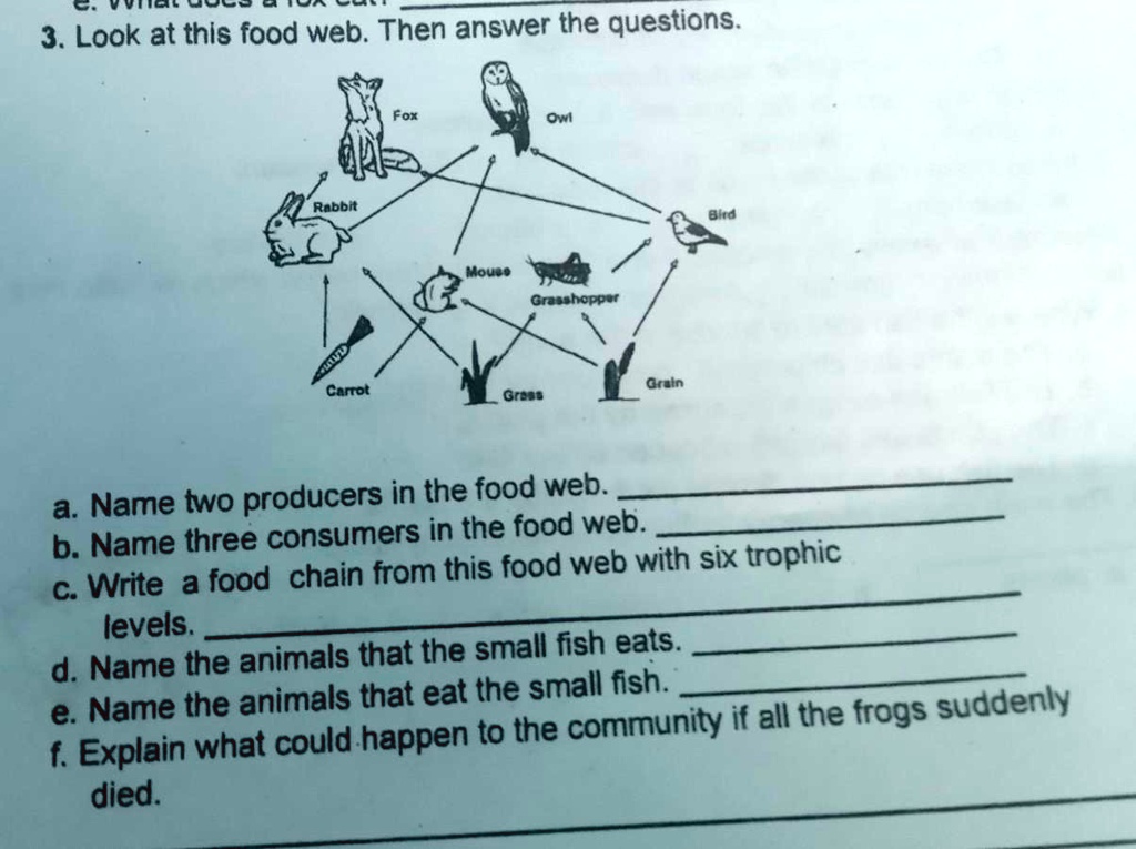 3. Look at this food web. Then answer the questions.
Rabbit
Fox
Owl
Mouse
Grasshopper
Carrot
Grass
Grain
Bird
a. Name two producers in the food web.
b. Name three consumers in the food web.
c. Write a food chain from this food web with six trophic
levels.
d. Name the animals that the small fish eats.
e. Name the animals that eat the small fish.
f. Explain what could happen to the community if all the frogs suddenly
died.