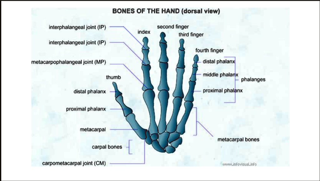 SOLVED BONES OF THE HAND (dorsal view) interphalangeal joint (IP