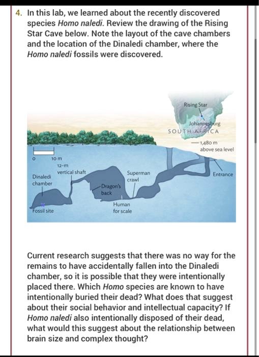 In this lab, we learned about the recently discovered species Homo naledi. Review the drawing of the Rising Star Cave below. Note the layout of the cave chambers and the location of the Dinaledi chamber, where the Homo naledi fossils were discovered.

Rising Star
Johannesburg
SOUTH AFRICA
1,480 m above sea level
Entrance
Superman crawl
Dragon's back
12-m vertical shaft
Dinaledi chamber
Fossil site
Human for scale

Current research suggests that there was no way for the remains to have accidentally fallen into the Dinaledi chamber, so it is possible that they were intentionally placed there. Which Homo species are known to have intentionally buried their dead? What does that suggest about their social behavior and intellectual capacity? If Homo naledi also intentionally disposed of their dead, what would this suggest about the relationship between brain size and complex thought?