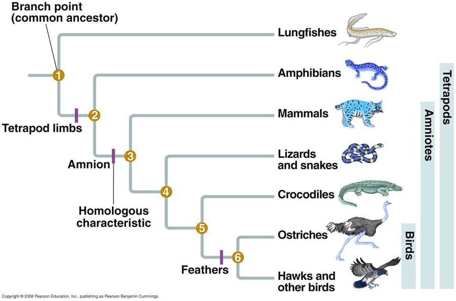 SOLVED: Branch point (common ancestor) Lungfishes Amphibians Mammals ...