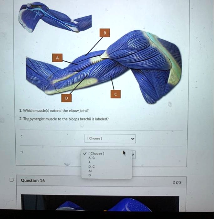 SOLVED Which muscle(s extend the elbow joint? 2 The synergist muscle