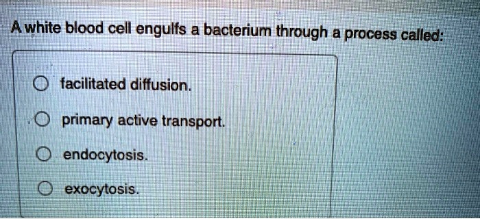 White Blood Cell Engulfs A Bacterium Through A Process Called