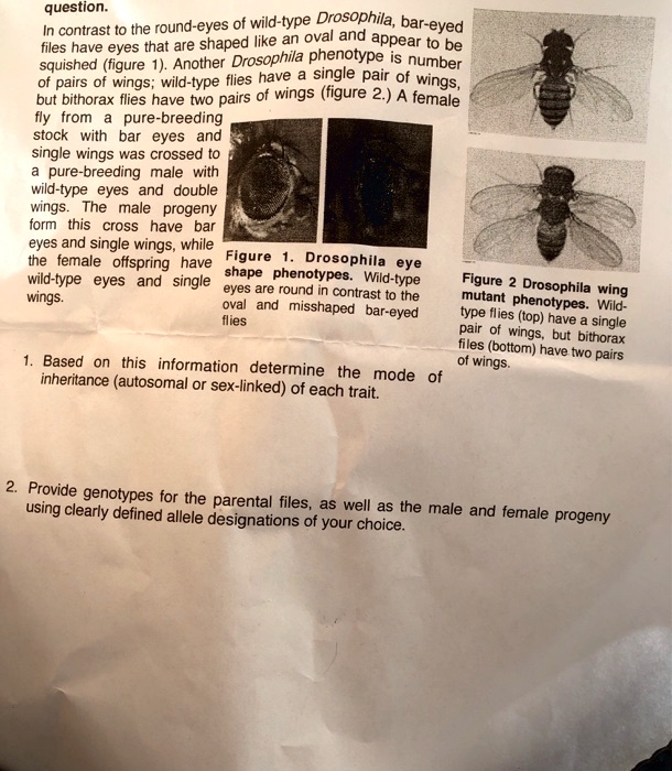 In contrast to the round-eyes of wild-type Drosophila, bar-eyed flies have eyes that are shaped like an oval and appear to be squished (figure 1). Another Drosophila phenotype is number of pairs of wings; wild-type flies have a single pair of wings, but bithorax flies have two pairs of wings (figure 2.) A female fly from a pure-breeding stock with bar eyes and single wings was crossed to a pure-breeding male with wild-type eyes and double wings. The male progeny form this cross have bar eyes and single wings, while the female offspring have wild-type eyes and single wings.

Figure 1. Drosophila eye shape phenotypes. Wild-type eyes are round in contrast to the oval and misshaped bar-eyed flies

Figure 2 Drosophila wing mutant phenotypes. Wild-type flies (top) have a single pair of wings, but bithorax flies (bottom) have two pairs of wings.

1. Based on this information determine the mode of inheritance (autosomal or sex-linked) of each trait.

2. Provide genotypes for the parental files, as well as the male and female progeny using clearly defined allele designations of your choice.