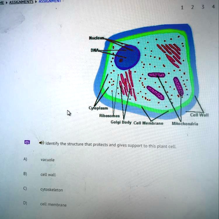SOLVED "Identity the structure that protects and gives support to this