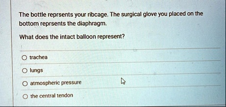 the bottle reprsents your ribcage the surgical glove you placed on the bottom reprsents the diaphragm what does the intact balloon represent o trachea o lungs o atmospheric pressure o the ce 44584