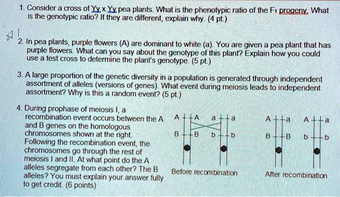 1. Consider a cross of Yy x Yy pea plants. What is the phenotypic ratio of the F1 progeny. What is the genotypic ratio? If they are different, explain why. (4 pt.)

2. In pea plants, purple flowers (A) are dominant to white (a). You are given a pea plant that has purple flowers. What can you say about the genotype of this plant? Explain how you could use a test cross to determine the plant's genotype. (5 pt.)

3. A large proportion of the genetic diversity in a population is generated through independent assortment of alleles (versions of genes). What event during meiosis leads to independent assortment? Why is this a random event? (5 pt.)

4. During prophase of meiosis I, a recombination event occurs between the A and B genes on the homologous chromosomes shown at the right. Following the recombination event, the chromosomes go through the rest of meiosis I and II. At what point do the A alleles segregate from each other? The B alleles? You must explain your answer fully to get credit. (6 points)

A  A   a  a        A  a   A  a
|  |   |  |        |  |   |  |
B  B   b  b        B  B   b  b

Before recombination    After recombination