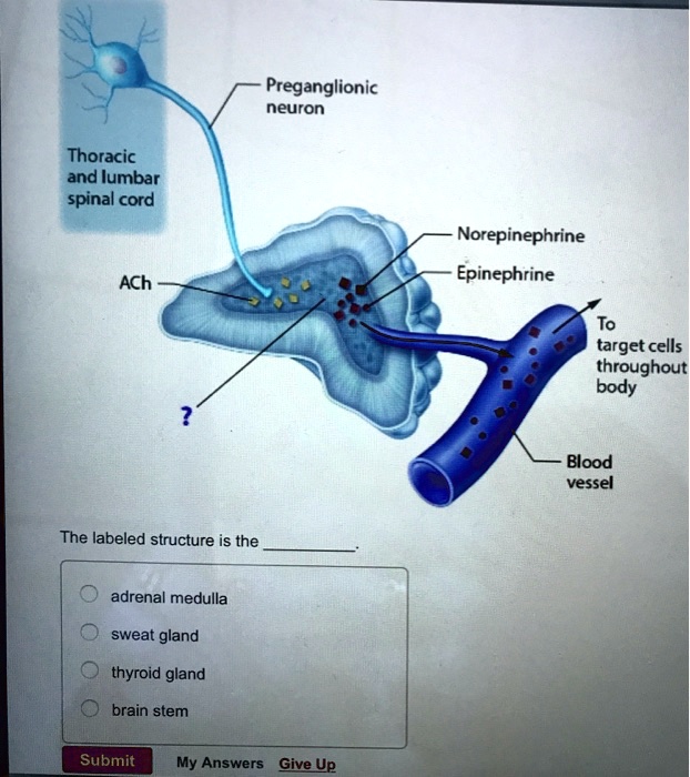 SOLVED Preganglionic neuron Thoracic and lumbar spinal cord Norepinephrine Epinephrine ACh To